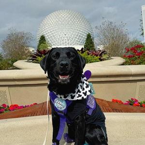 Donations to Partners with Paws Service Dogs