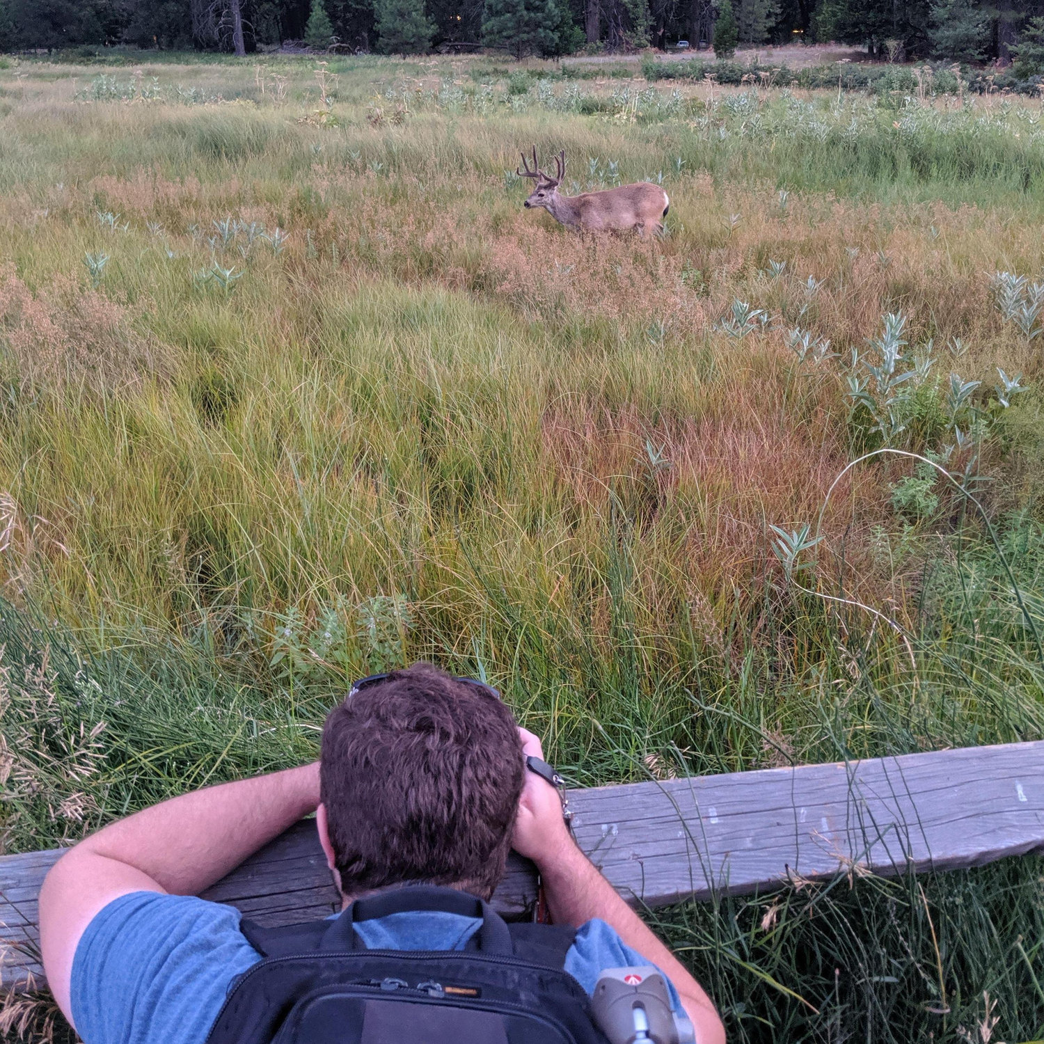 Yosemite 2019