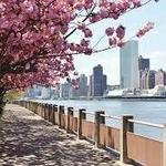 Roosevelt Island