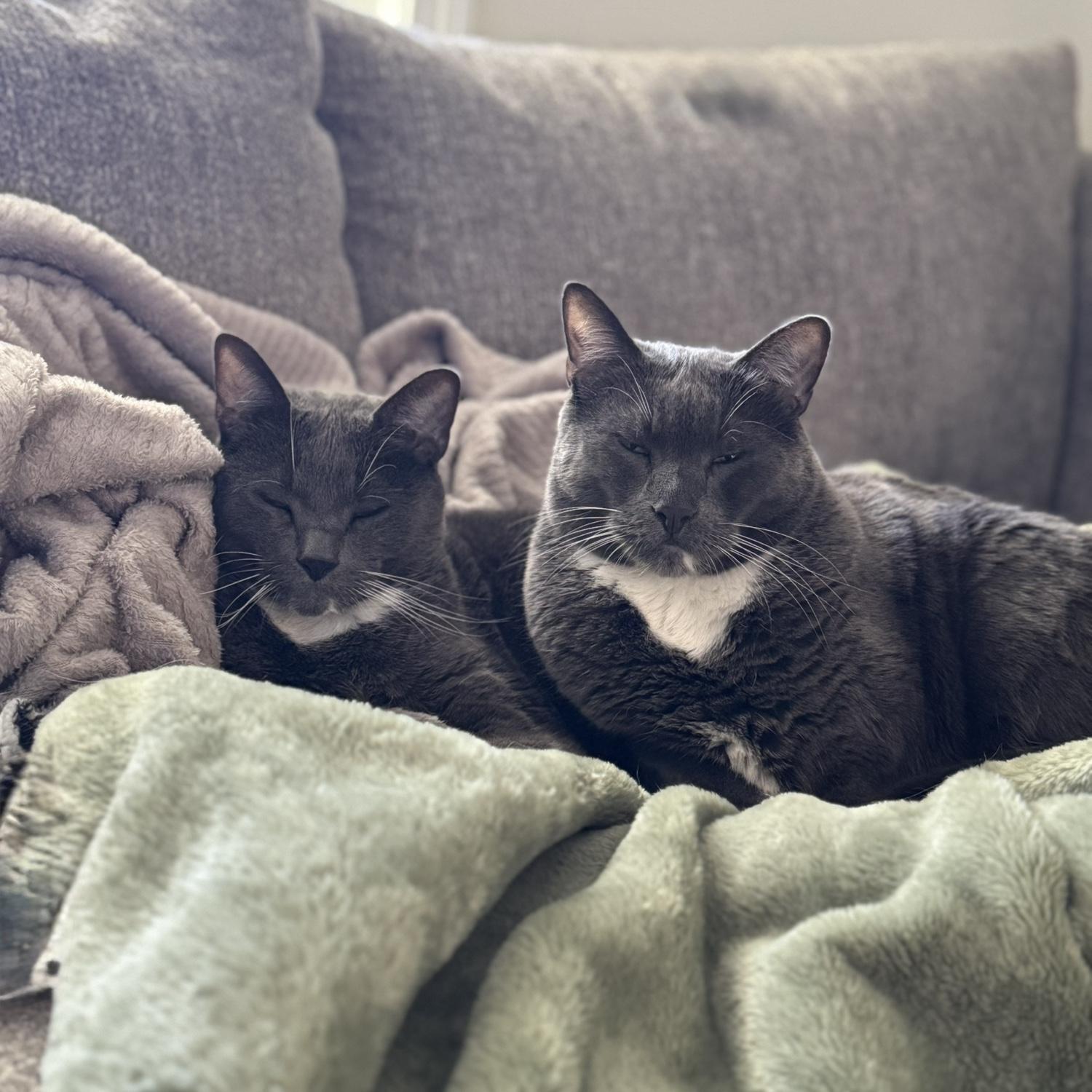 Ziggy & Flash