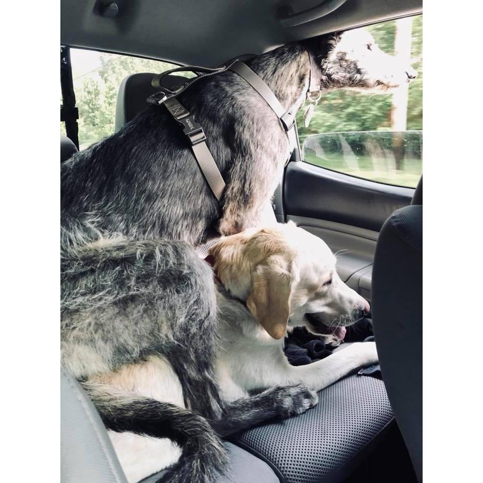 Our first trip in the car with both fur-babies... it was quite interesting. Grey kept saying "If he fits... he sits" hahaha.