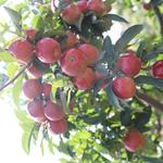 Lawrence Farms Orchards