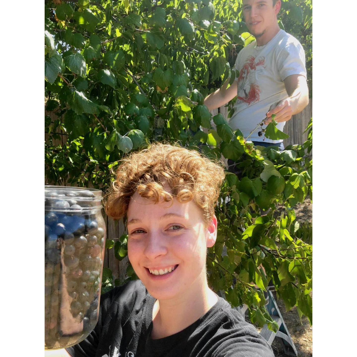 Our community dog park had wild grapes appear. We went and picked them and made juice.