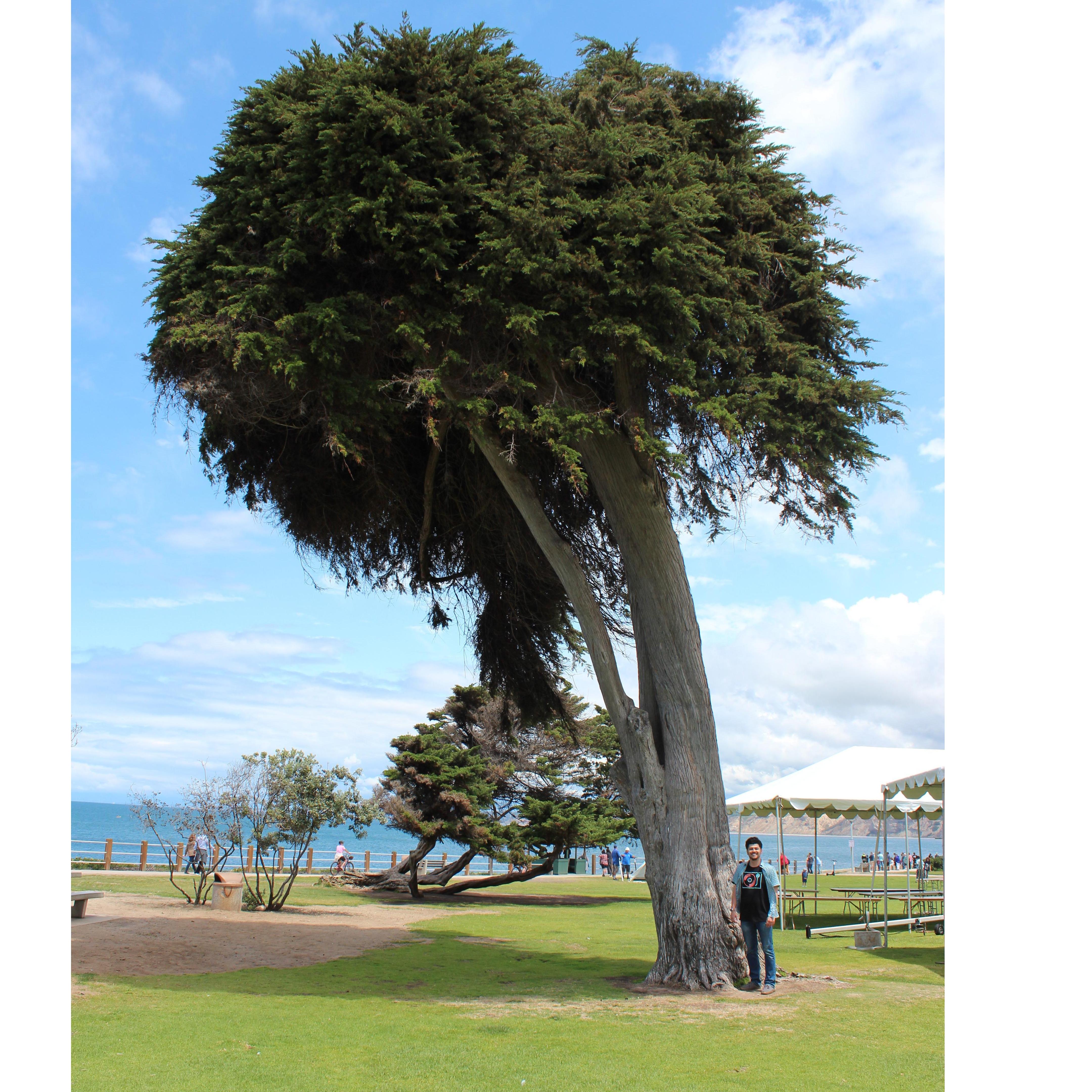 Felix with the Lorax Tree at La Jolla Cove!