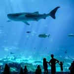 Georgia Aquarium
