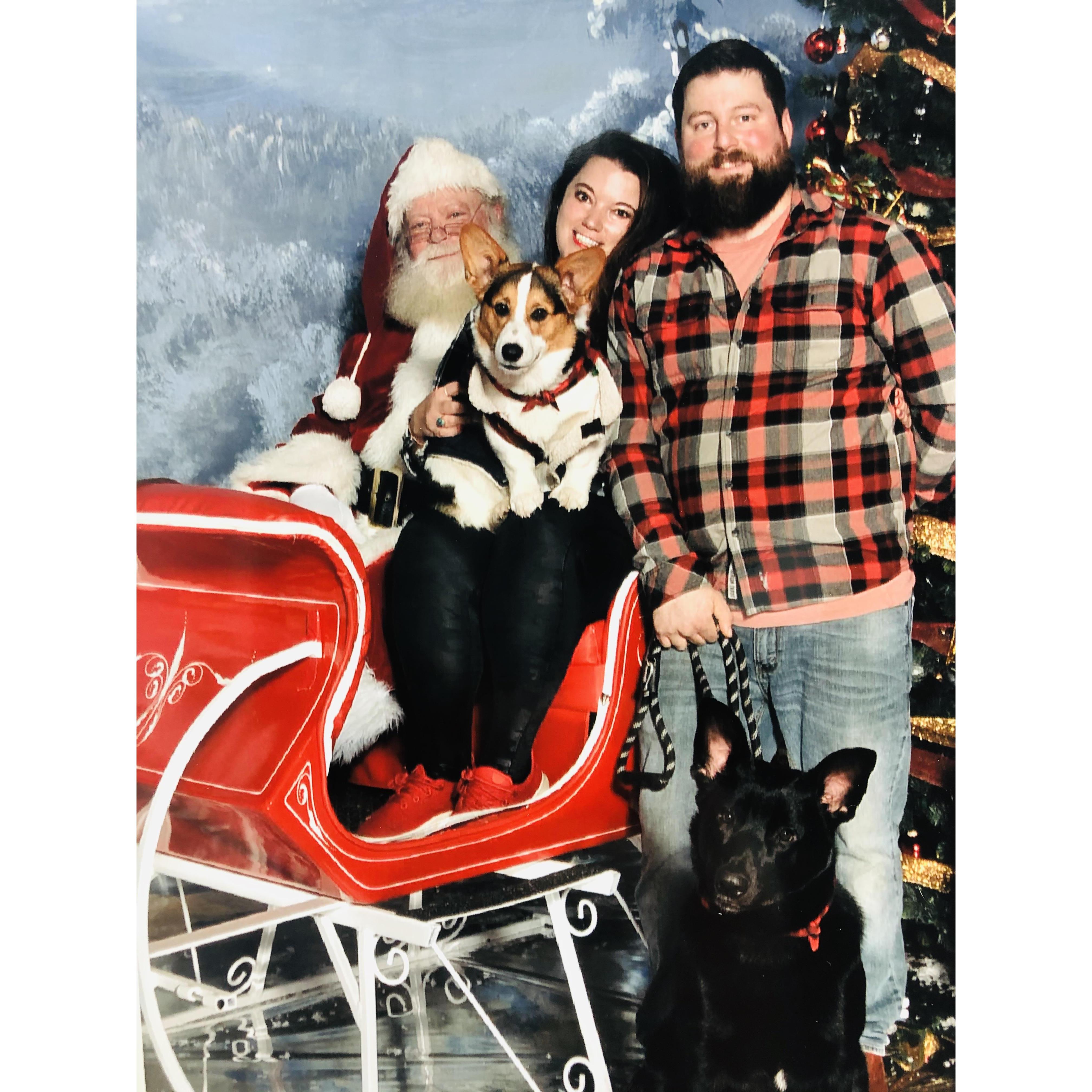 First Christmas with the Dogs