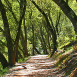 Dragoon Gulch Trail Head