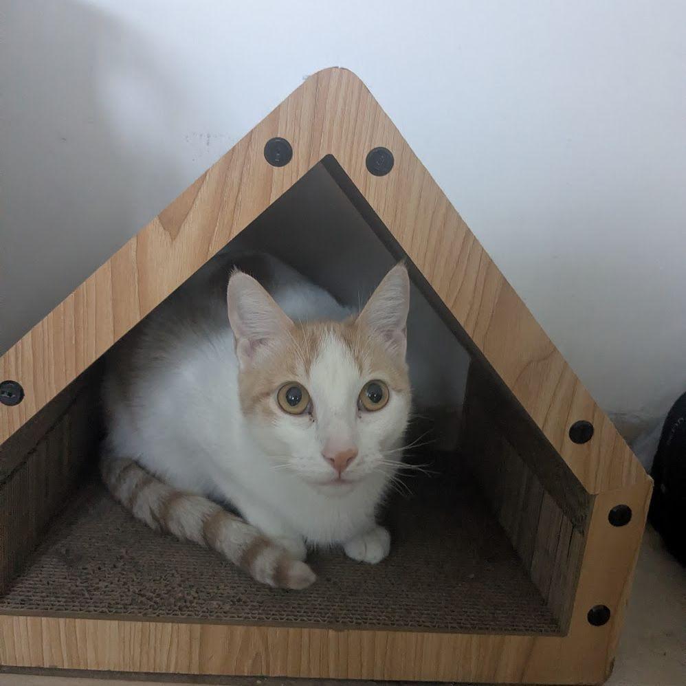 Vinnie (Kloof) hides!