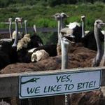 Ostrichland USA