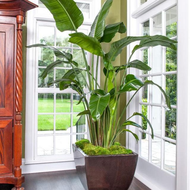 White Bird of Paradise