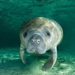 Manatee Park