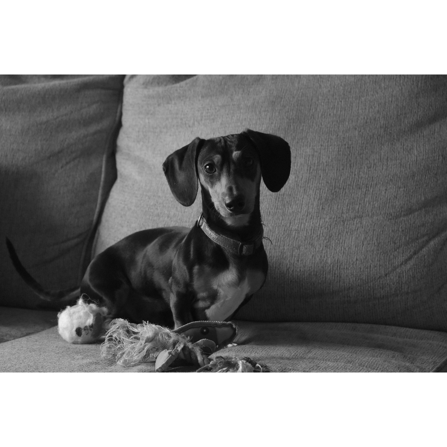 Rascal adopted in February 2025!