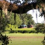 Charleston Tea Garden