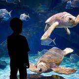 Virginia Aquarium & Marine Science Center