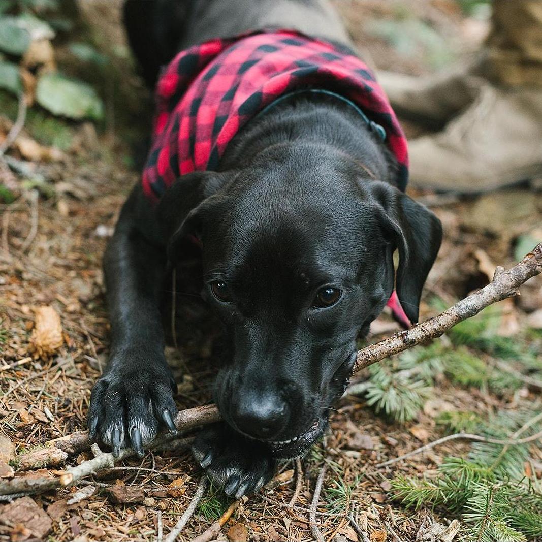 Lyla bug living her best life :) Photo Credit: Chelsea Macor Photography