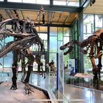 Witte Museum
