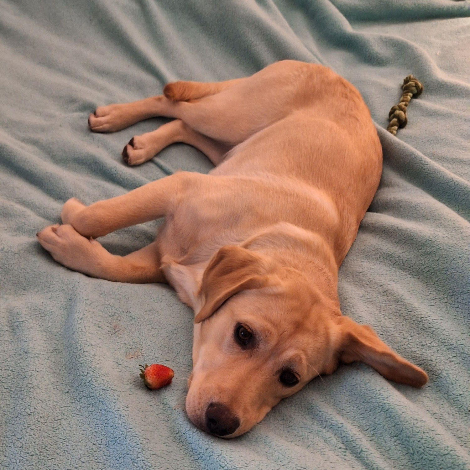 Wanda's first strawberry. She thought it was a toy. At least she smelled good when she rolled on it.