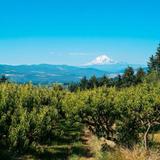 Hood River Fruit Loop