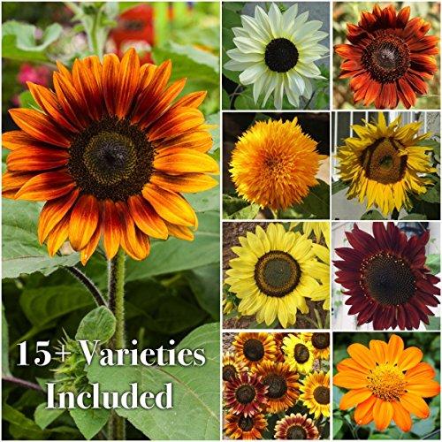 Seed Needs Bulk Package of 1,000+ Seeds, Sunflower Crazy Mixture 15+ Varieties (Helianthus annuus) Non-GMO Seeds