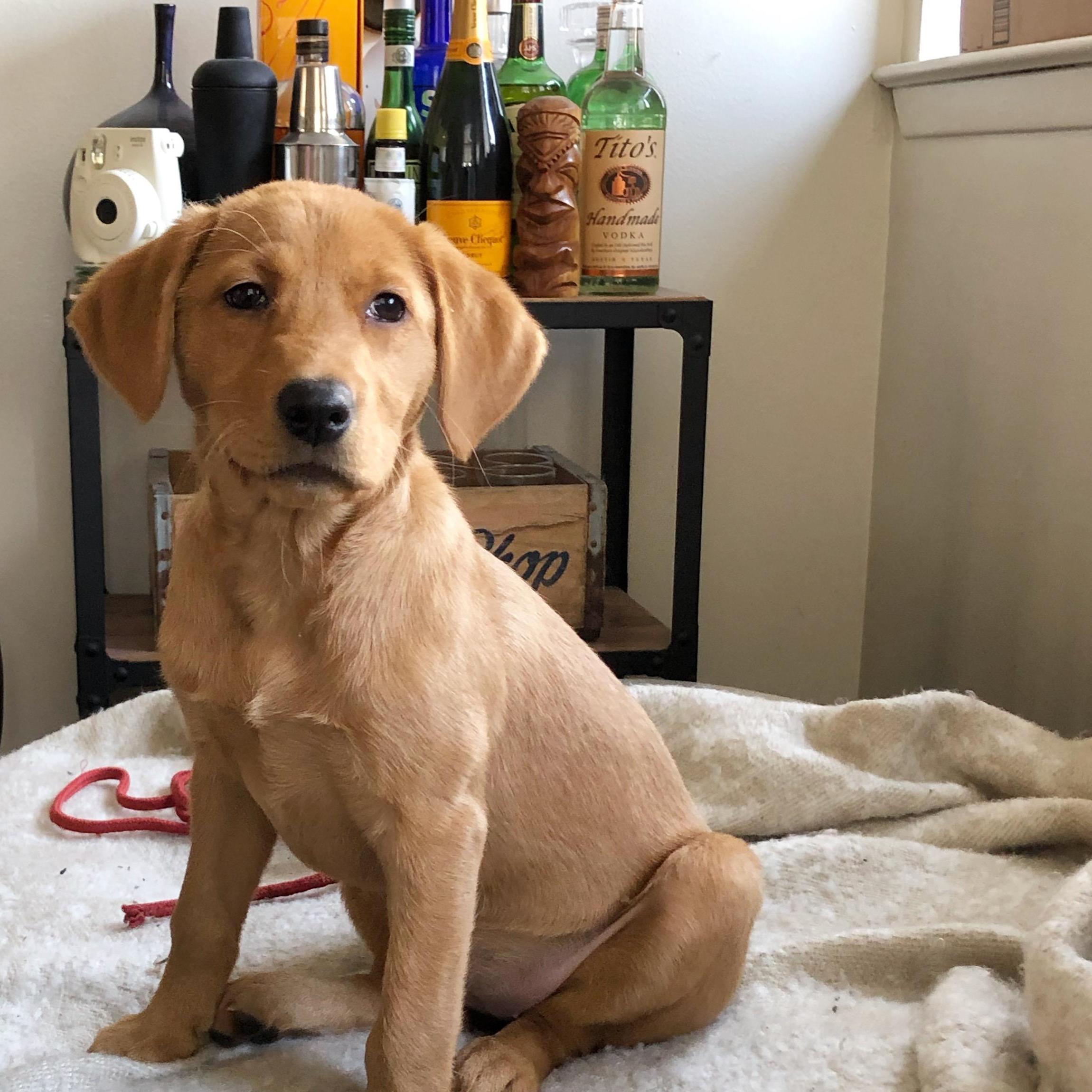 Ruby, 3 months old