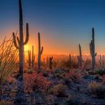Saguaro National Park