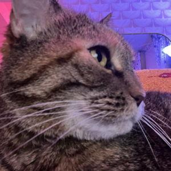 Catsitter for our Honeymoon - Venmo Option