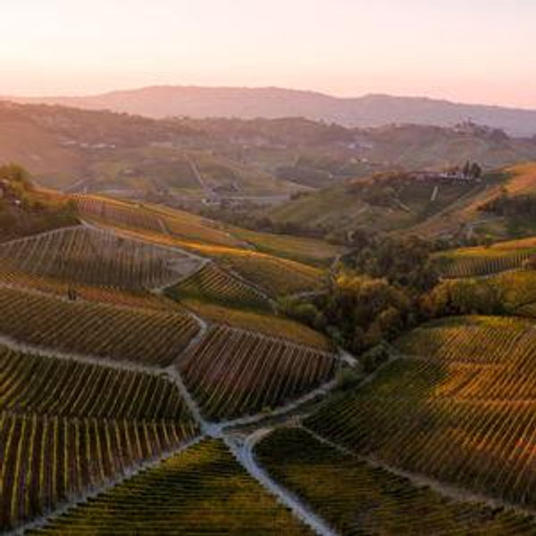 Drinking Barolo 🍷