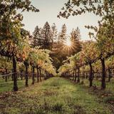 Nelson Family Vineyards