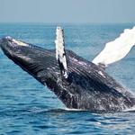 Whale Watching Trip