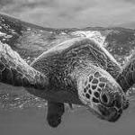 Loggerhead Marinelife Center
