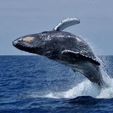 HERMANUS - 11 & 12 September: Whale paradise