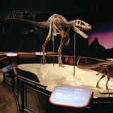Burpee Museum of Natural History