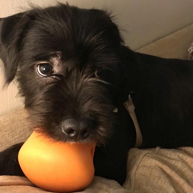 Year's Supply Of Carl’s Treats & Toys