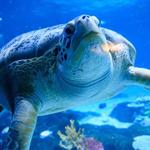 Adventure Aquarium