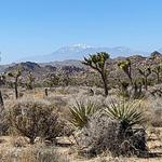 Black Rock Canyon Trailhead