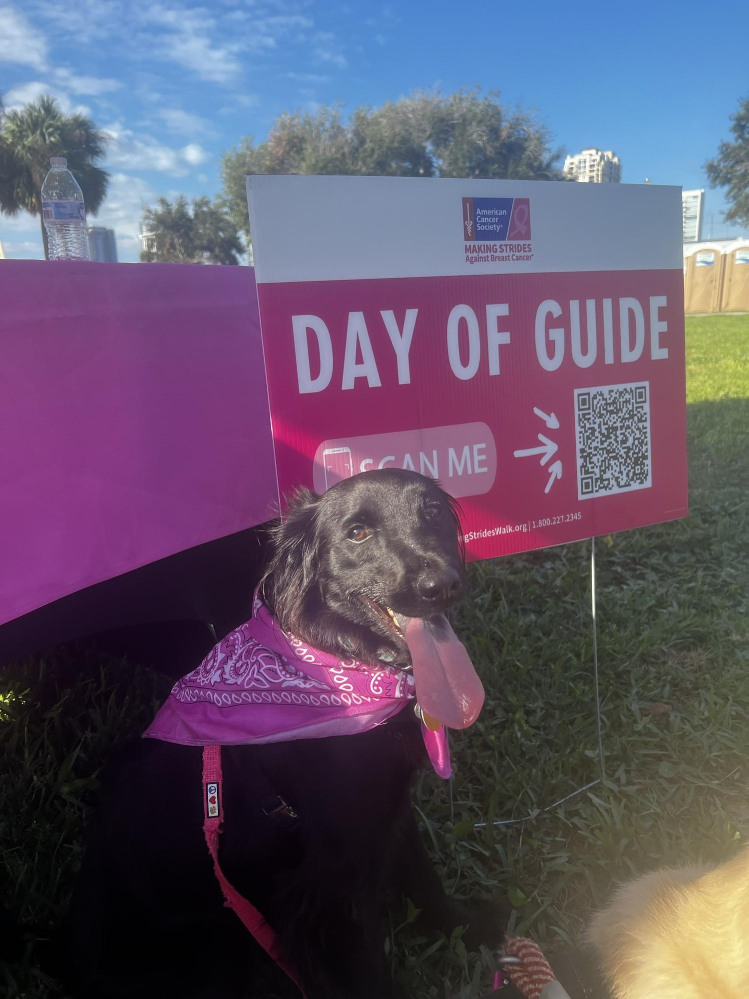 When Brownie (the bride and grooms 1.5 year old flat coat lab rescue) won cutest dog award at the Bayfront Hospital’s cancer walk.