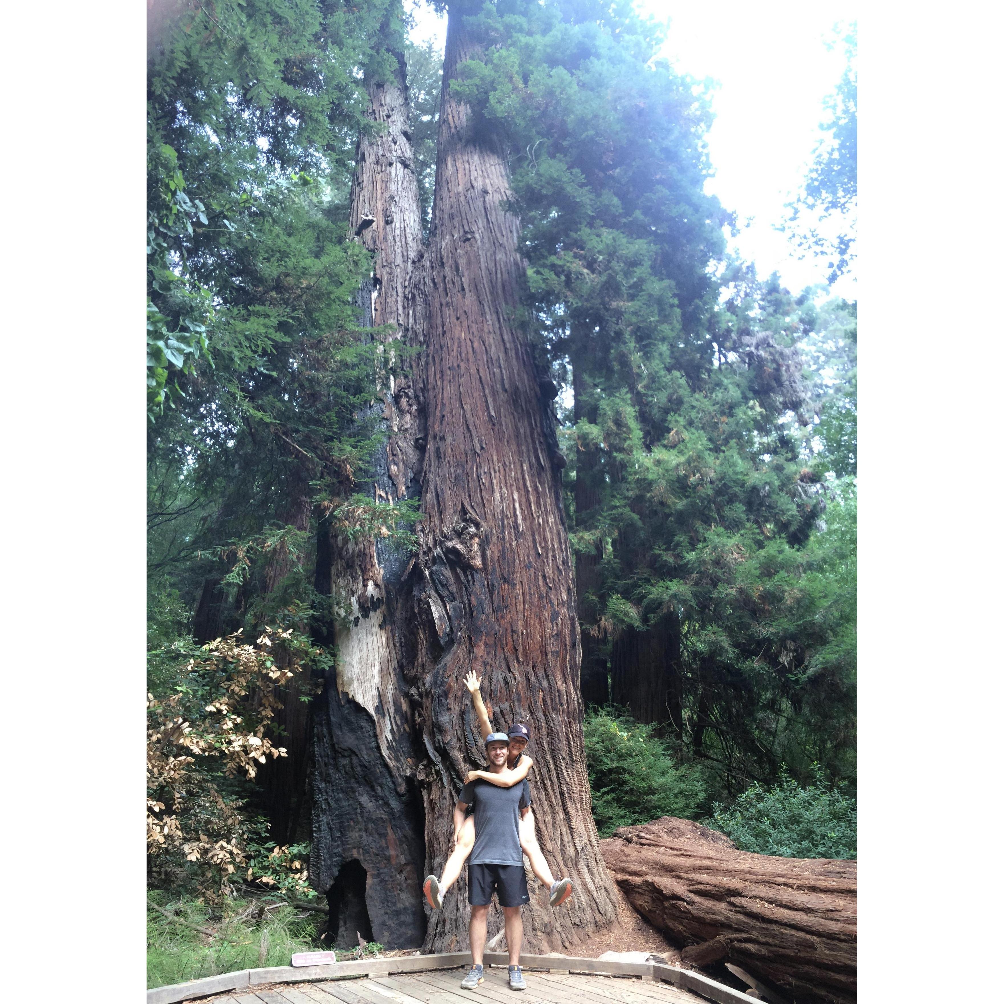 Stoked on San Fran and big trees in John Muir Woods!