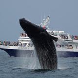 Dolphin Fleet Whale Watch