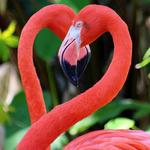 Everglades Wonder Gardens