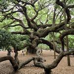 Angel Oak Tree