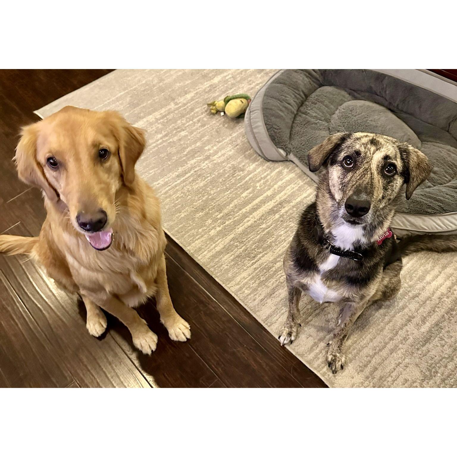 Adorable Puppies