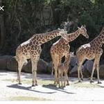 Riverbanks Zoo & Garden