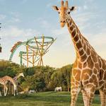 Busch Gardens Tampa Bay