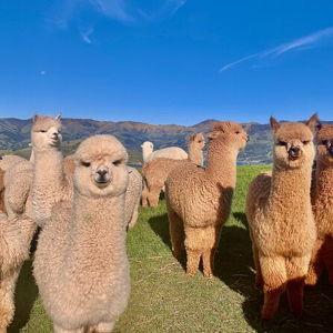 Alpaca Farm Tour