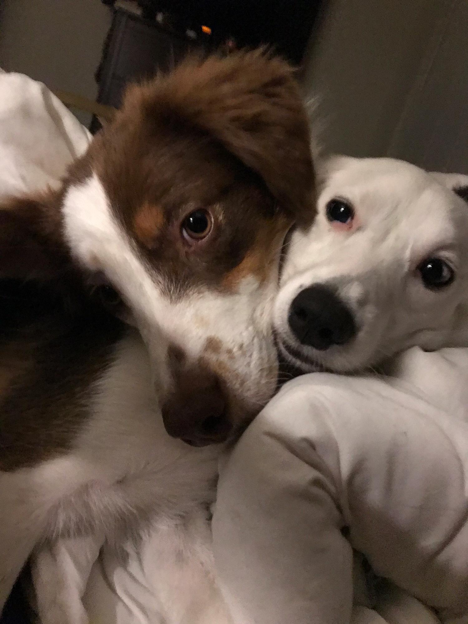We have hundreds of photos of these two being cute