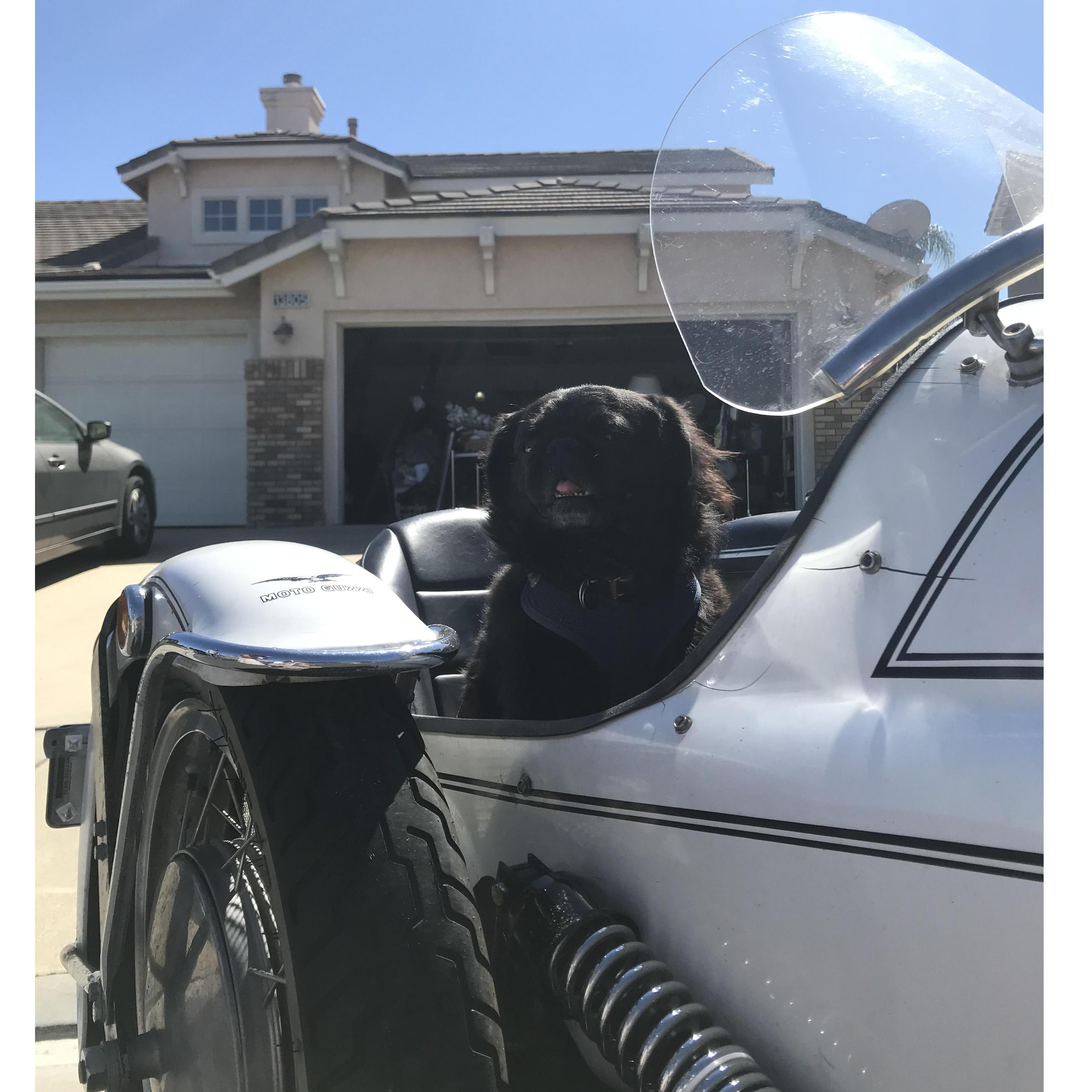 Roy's ready for a ride in a sidecar!