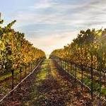 La Route des Vins