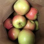 Apple Picking