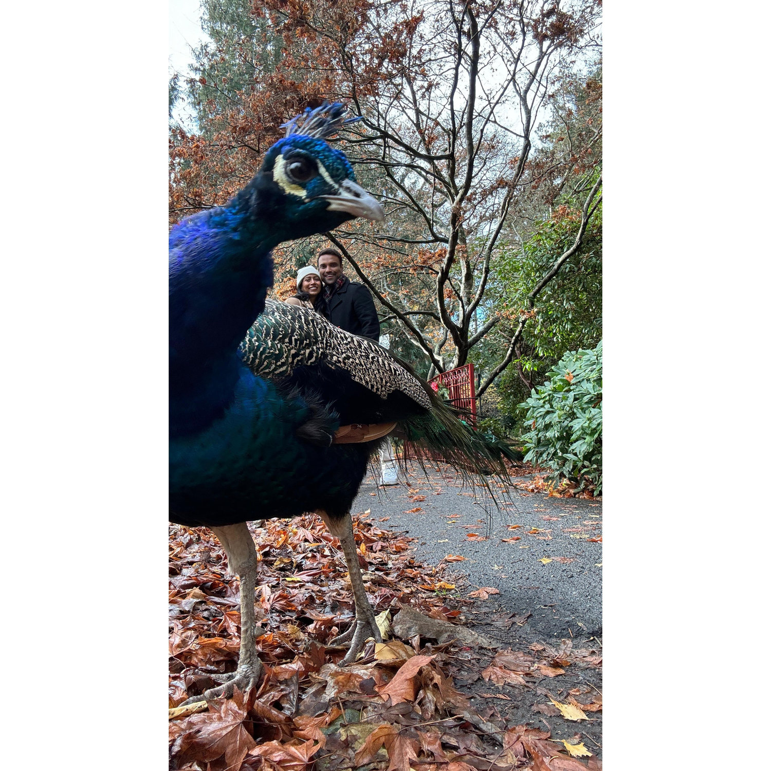 That time we were photobombed by a peacock