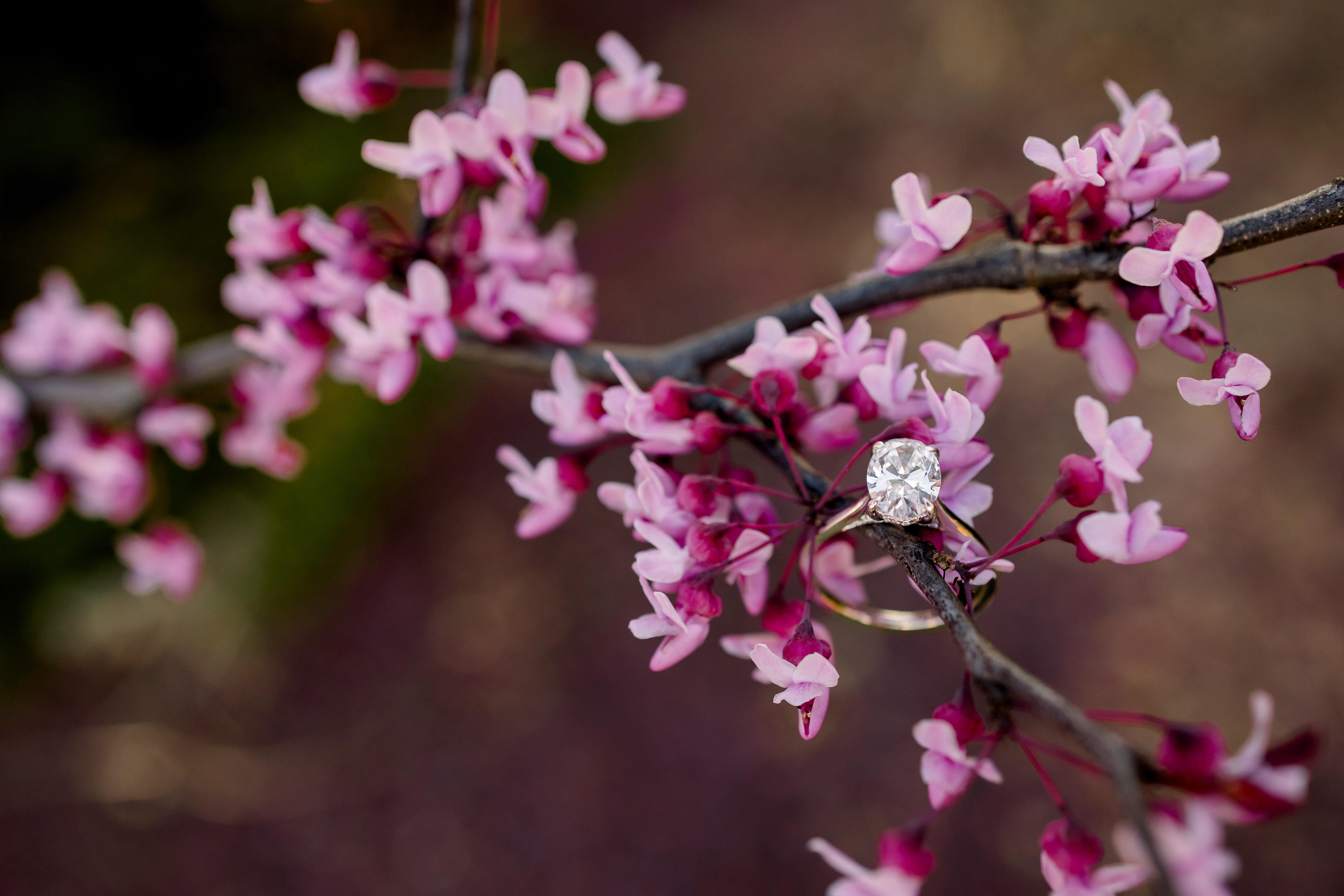 The Wedding Website of Elizabeth Dillon and Igor Ponjavic